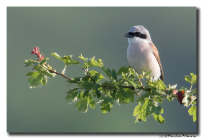 Grauwe Klauwier - Red-backed Shrike
