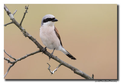 Grauwe Klauwier - Red-backed Shrike 2017