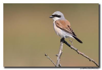 Grauwe Klauwier - Red-backed Shrike 2017