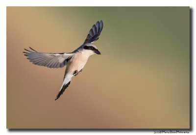 Grauwe Klauwier - Red-backed Shrike 2017