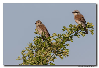 Grauwe Klauwier - Red-backed Shrike 2017