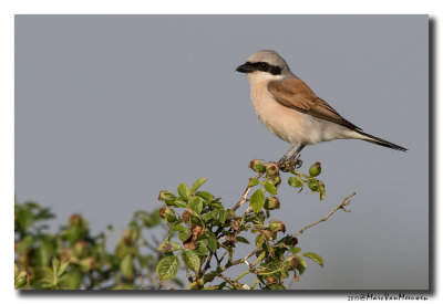 Grauwe Klauwier - Red-backed Shrike 2017