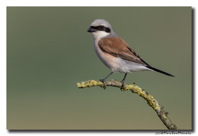 Grauwe Klauwier - Red-backed Shrike 2017