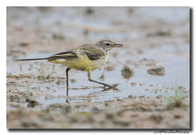 Gele Kwikstaart - Yellow Wagtail 20170720