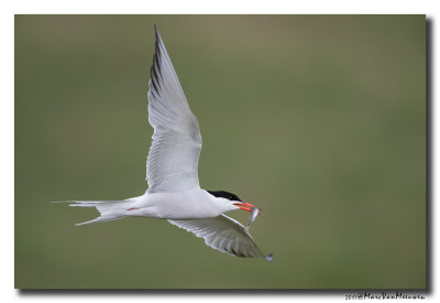 Visdief - Common Tern 20170720