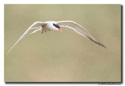Visdief - Common Tern 20170720