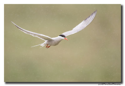 Visdief - Common Tern 20170720