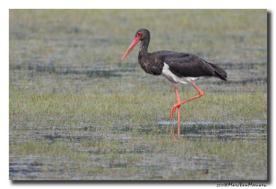 Zwarte Ooievaar - Black Stork 20170822