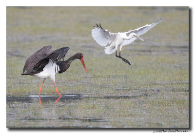 Zwarte Ooievaar - Black Stork 20170822