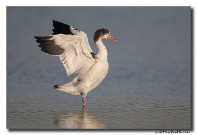 Bergeend - Shelduck 20170828