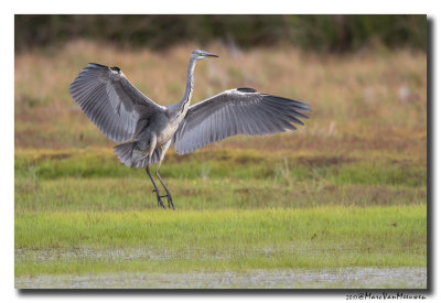 Blauwe Reiger - Grey Heron 20170824
