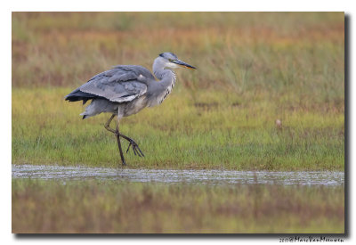 Blauwe Reiger - Grey Heron 20170824