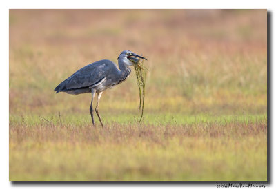 Blauwe Reiger - Grey Heron 20170827