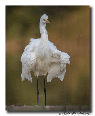 Grote Zilverreiger - Great Egret 20170823