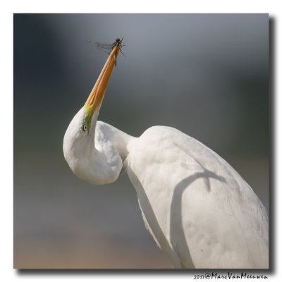 Grote Zilverreiger - Great Egret 20170823