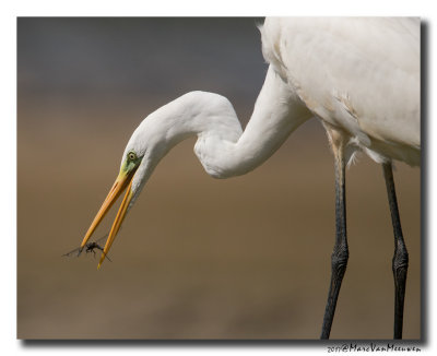 Grote Zilverreiger - Great Egret 20170823