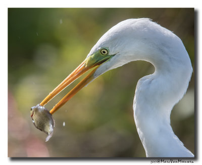 Grote Zilverreiger - Great Egret 20170823