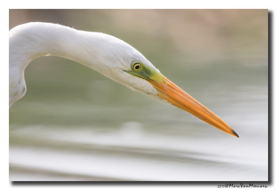 Grote Zilverreiger - Great Egret 20170823