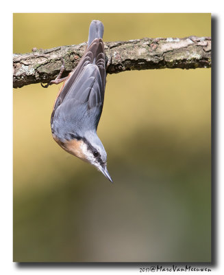 Boomklever - Nuthatch 20170829