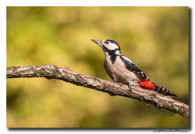 Grote Bonte Specht - Great Spotted Woodpecker 20170829