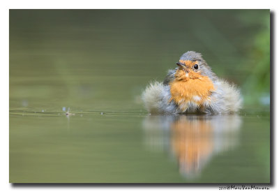 Roodborst - Robin 20170829