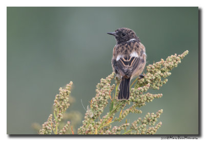 Roodborsttapuit - Stonechat 20170827