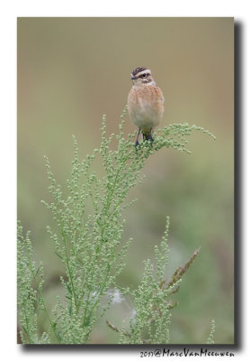 Paapje - Whinchat 20170826