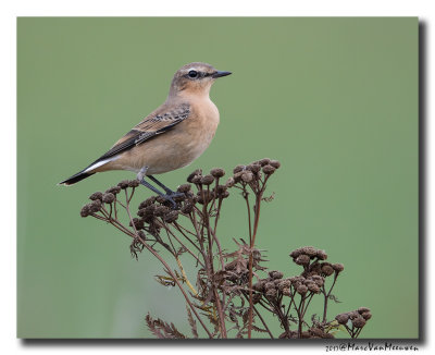 Tapuit - Northern Wheatear 20170826