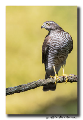 Sperwer - Sparrowhawk 20170829