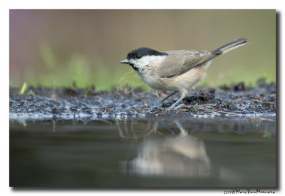 Glanskop - Marsh Tit 20170906