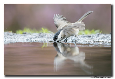Glanskop - Marsh Tit 20170906