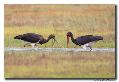 Zwarte Ooievaar - Black Stork 20170824