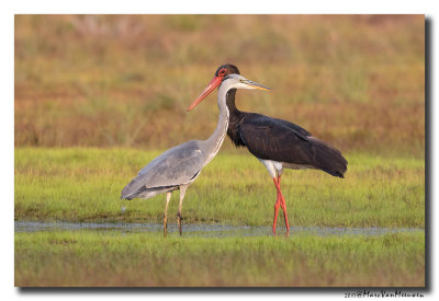 Zwarte Ooievaar - Black Stork 20170824