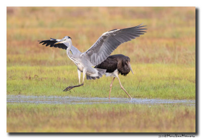Zwarte Ooievaar - Black Stork 20170824