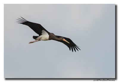 Zwarte Ooievaar - Black Stork 20170918