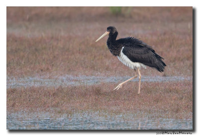 Zwarte Ooievaar - Black Stork 20170919
