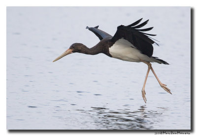 Zwarte Ooievaar - Black Stork 20170919