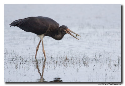 Zwarte Ooievaar - Black Stork 20170919