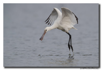 Lepelaar - Spoonbill 201708