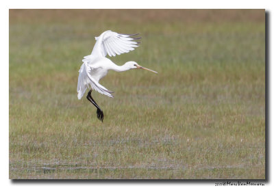 Lepelaar - Spoonbill 201708