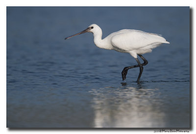 Lepelaar - Spoonbill 201708