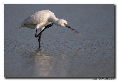 Lepelaar - Spoonbill 201708