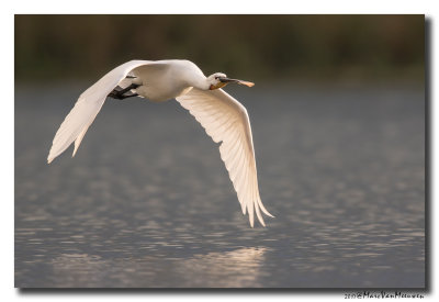 Lepelaar - Spoonbill 201709