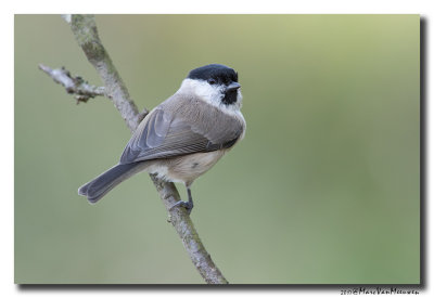 Glanskop - Marsh Tit 20170921
