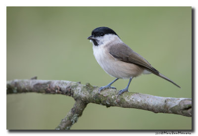 Glanskop - Marsh Tit 20170921