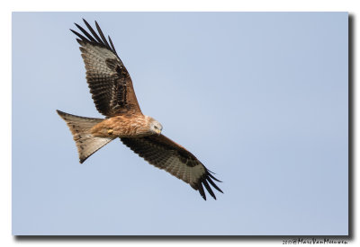 Rode Wouw - Red Kite 