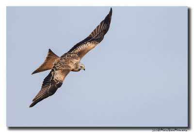 Rode Wouw - Red Kite 20170921