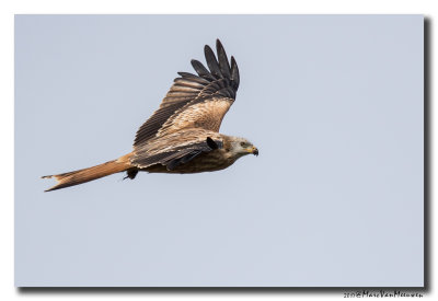 Rode Wouw - Red Kite 20170921