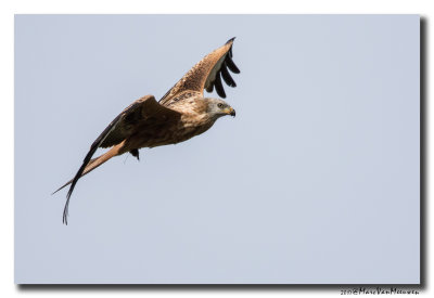 Rode Wouw - Red Kite 20170921