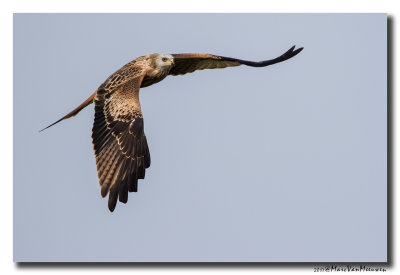 Rode Wouw - Red Kite 20170921